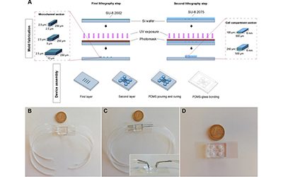 A microfabricated multi-compartment device for neuron and Schwann cell differentiation