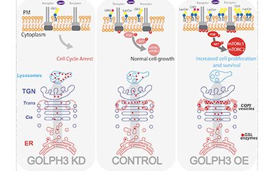 Golgi maturation-dependent glycoenzyme recycling controls glycosphingolipid biosynthesis and cell growth via GOLPH3