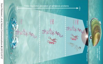 Mussel adhesion is dictated by time-regulated secretion and molecular conformation of mussel adhesive proteins