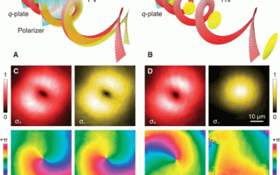 Vortex and half-vortex dynamics in a nonlinear spinor quantum fluid