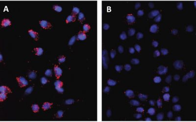 Quantitative 3D investigation of Neuronal network in mouse spinal cord model