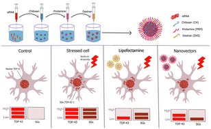 “Optimizing TDP-43 silencing with siRNA-loaded polymeric nanovectors in neuronal cells for therapeutic applications: balancing knockdown and function”