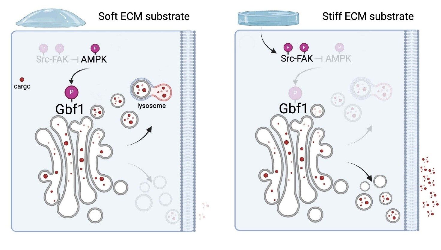 Rappresentazione schematica della via di segnalazione identificata